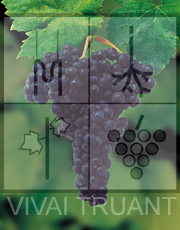 Foto di un grappolo d'uva di Tempranillo 776